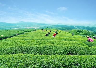 湘豐茶業(yè)