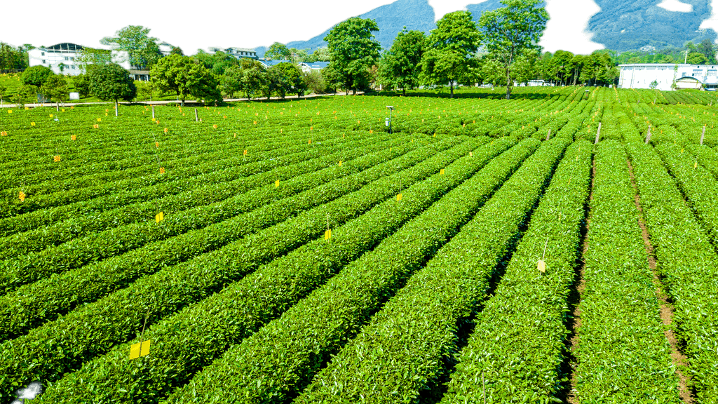 打造視覺盛宴 原創茶園航拍免摳元素，賦能農副產品品牌升級與銷售