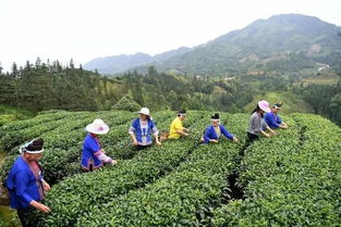 三江扶貧隊員 侗歌傳唱新生活，農副產品暢銷路